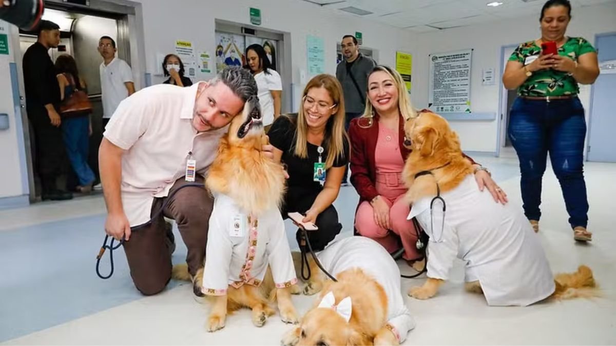 Os cães terapeutas recebem treinamento específico. Foto: Antonio Lima/Secom