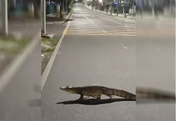 Vídeo mostra momento em que jacaré atravessa avenida Djalma Batista, em Manaus