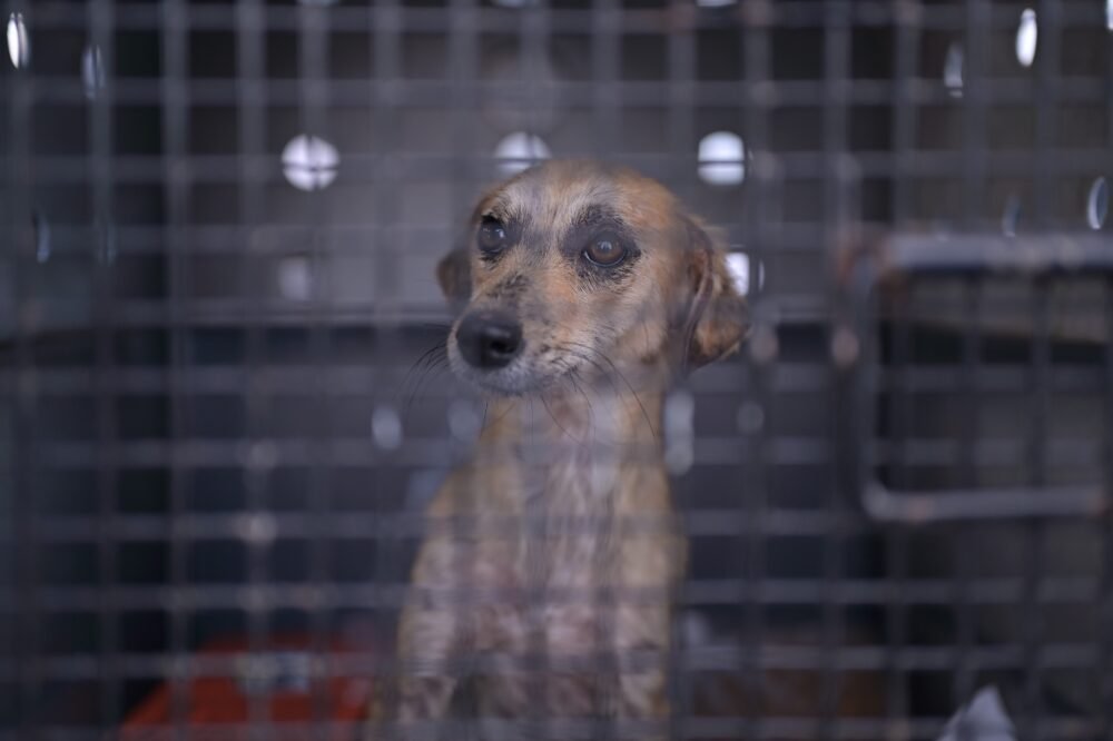 Autora da lei que multa quem praticar zoofilia deputada Joana Darc resgata cadela vítima de abuso em Tefé ()